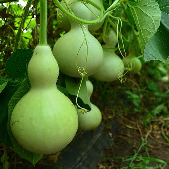 Bottle Gourd Lagenaria Siceraria Vegetable Seeds for Planting – Fast-Growing Variety for Kitchen Garden and Trellis Use