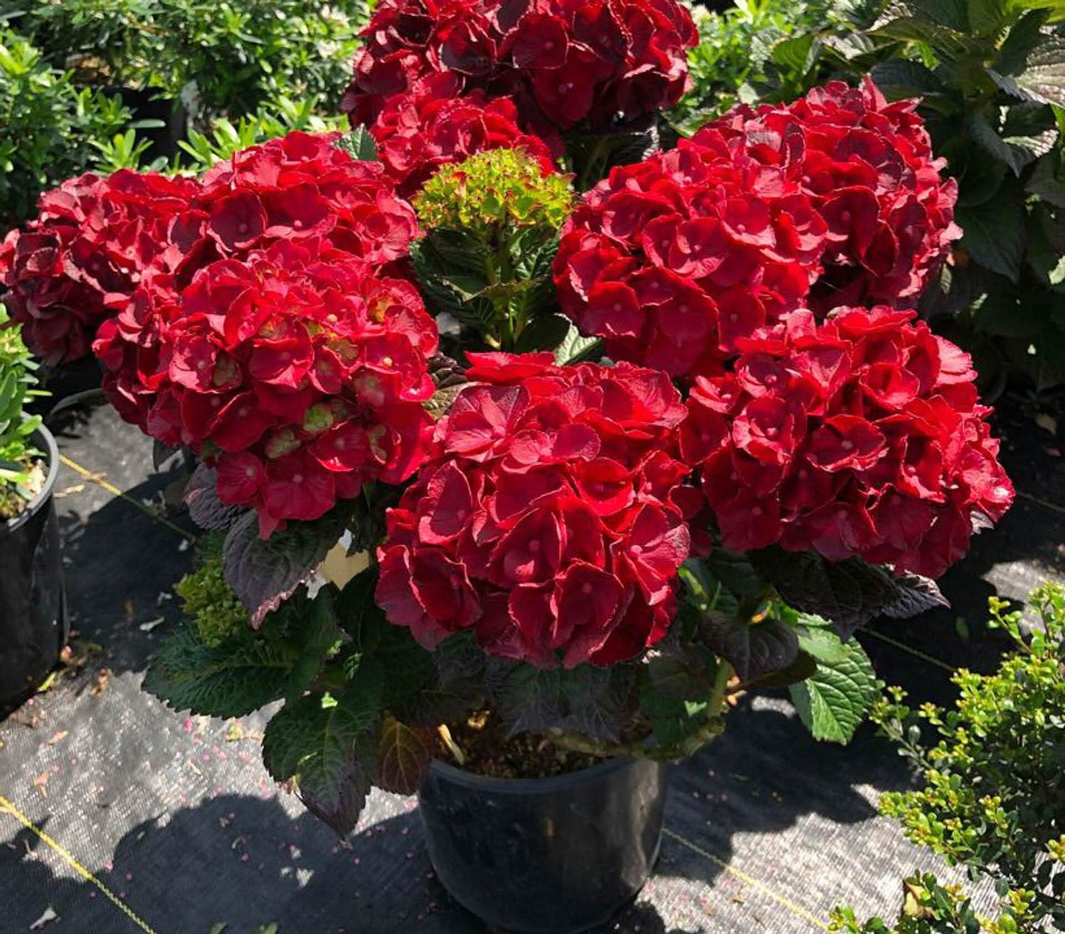 Red Hydrangea Hydrangea macrophylla flower seeds for planting in balcony pots and home gardens