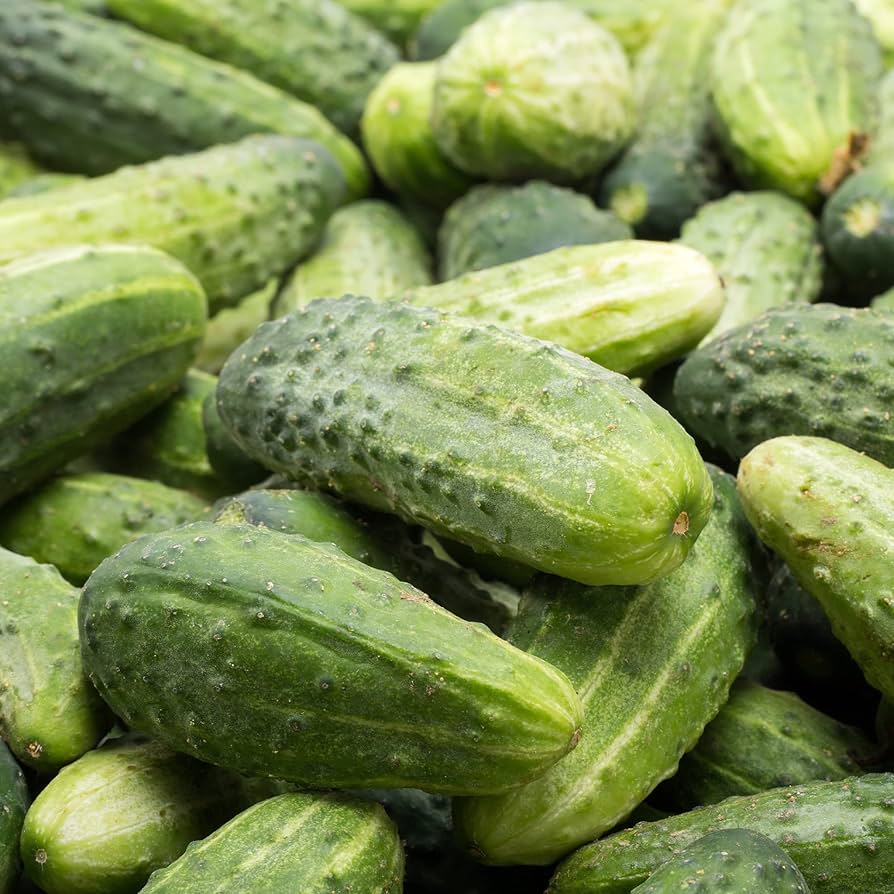 Bush Patio Container Cucumber Cucumis sativus Vegetable Seeds for Planting