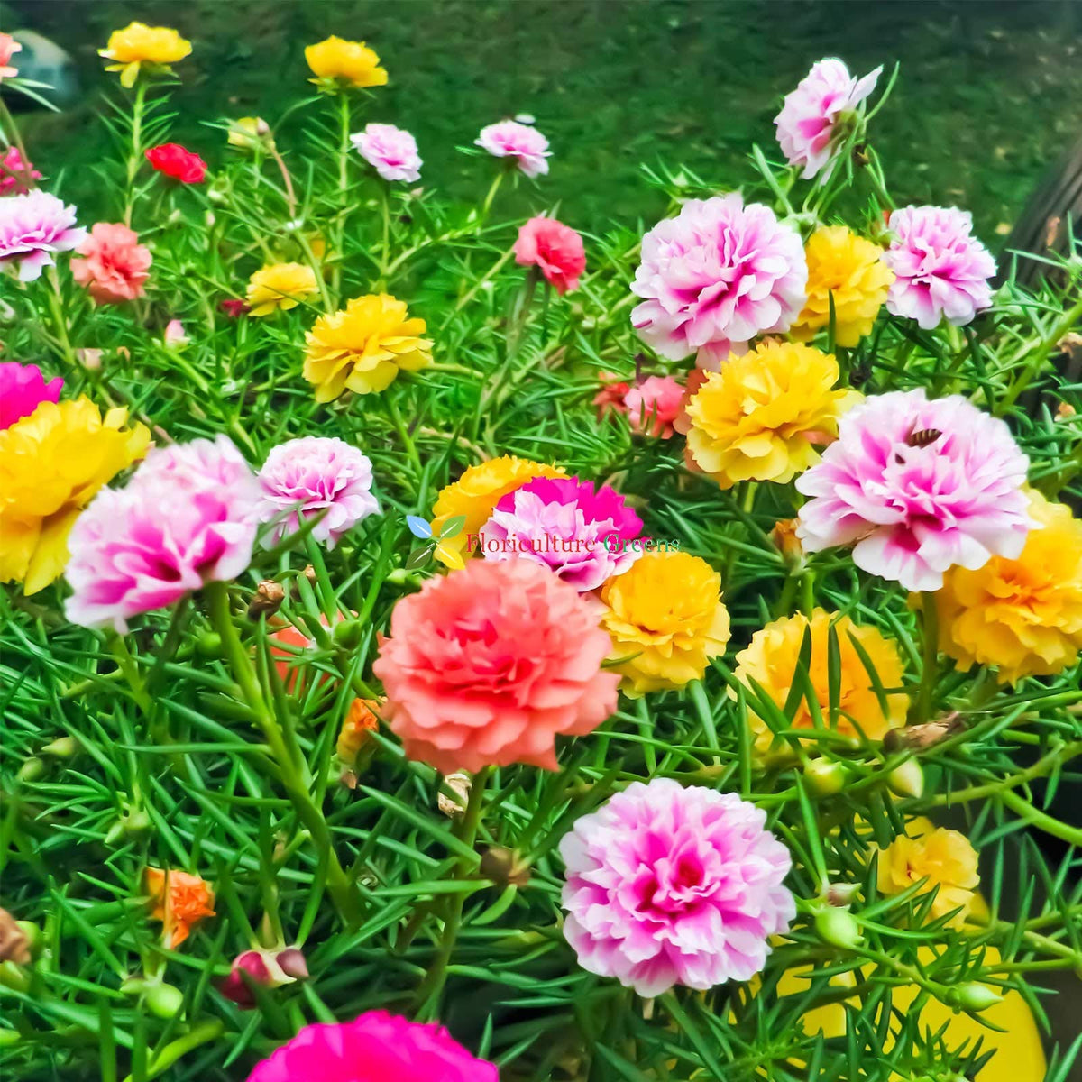 Portulaca Moss-Rose Seed – for Easy Growing Outdoor Flowers