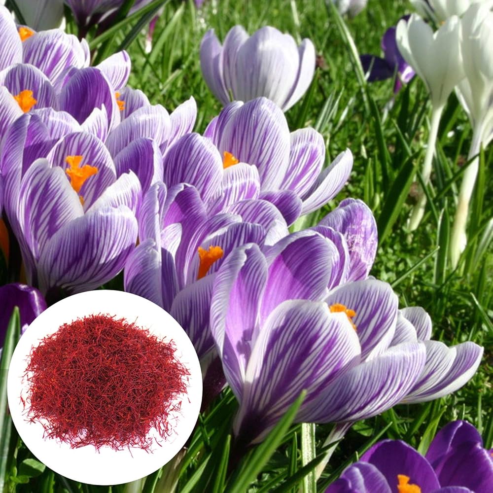 Saffron Pot Seeds – Seeds for Growing Fragrant Saffron in Your Garden or Balcony