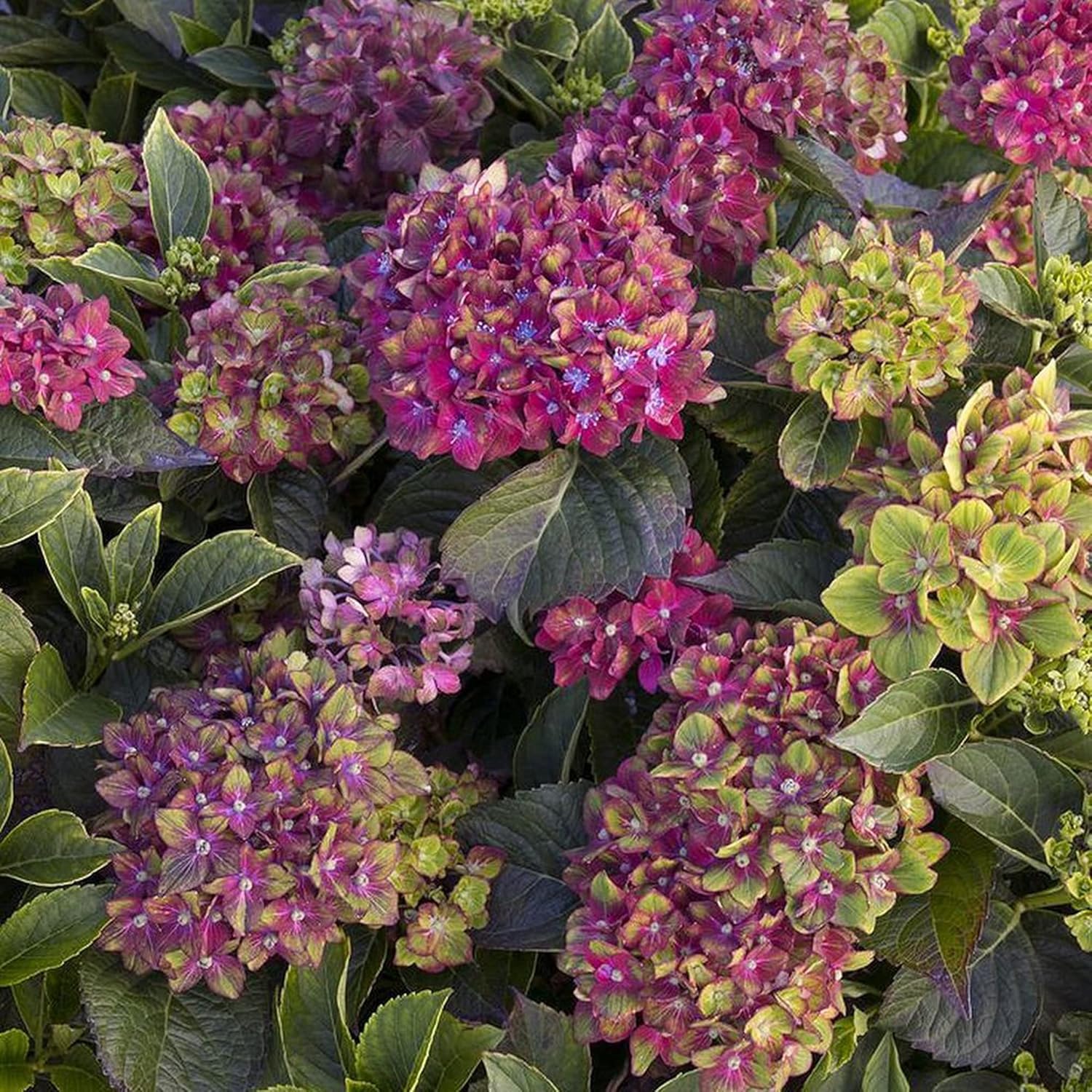 Pistachio Hydrangea Seeds