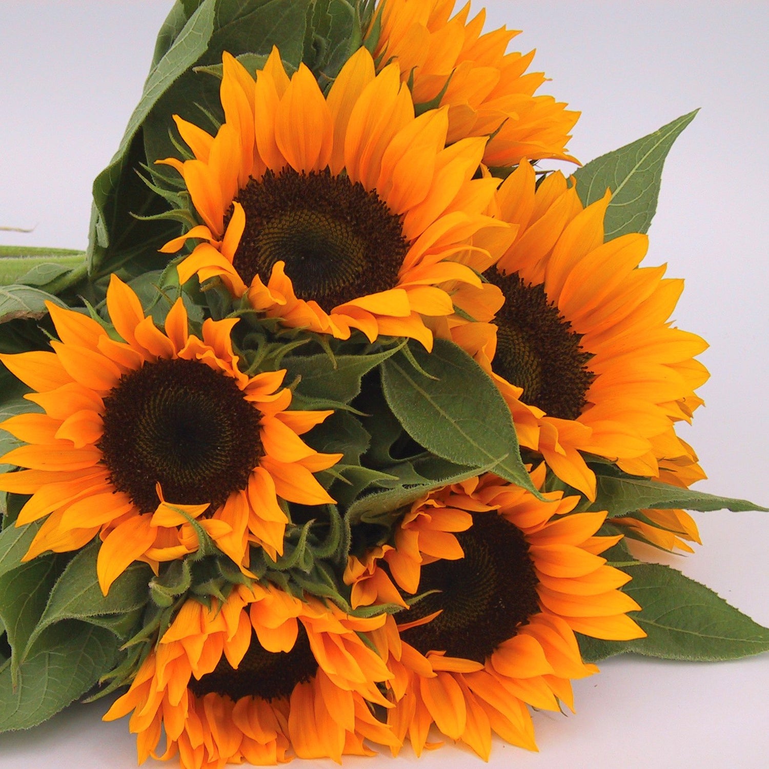 Sunflower Helianthus annuus Zohar flower seeds for planting in pollinator-friendly backyard garden beds