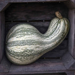 Green Striped Cushaw heirloom pumpkin seeds