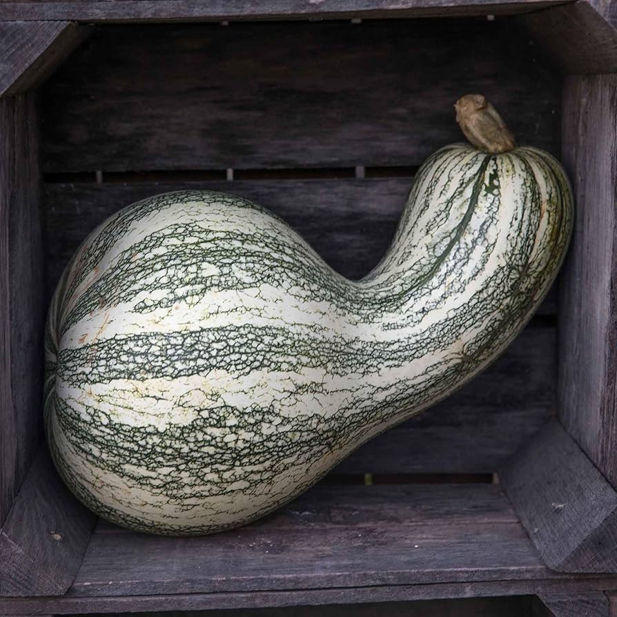Green Striped Cushaw heirloom pumpkin seeds