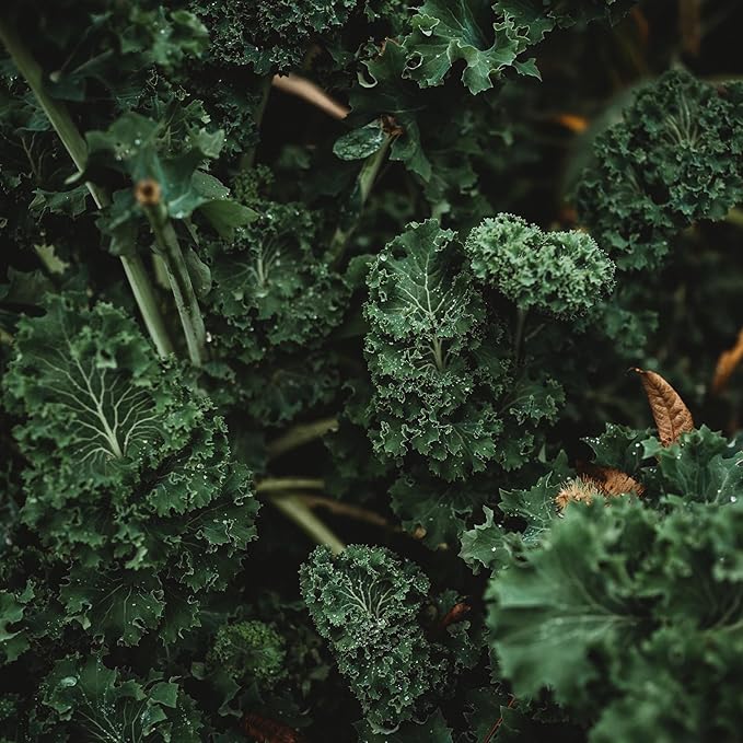 Kale Brassica oleracea Vegetable Seeds for Planting in Vegetable Patch