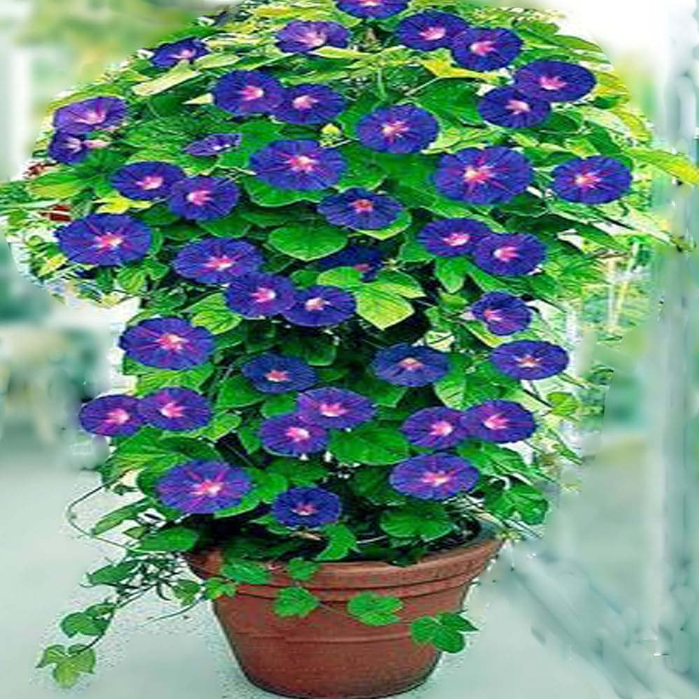 Chilean Glory Flower Vine (Eccremocarpus scaber) seeds for garden planting