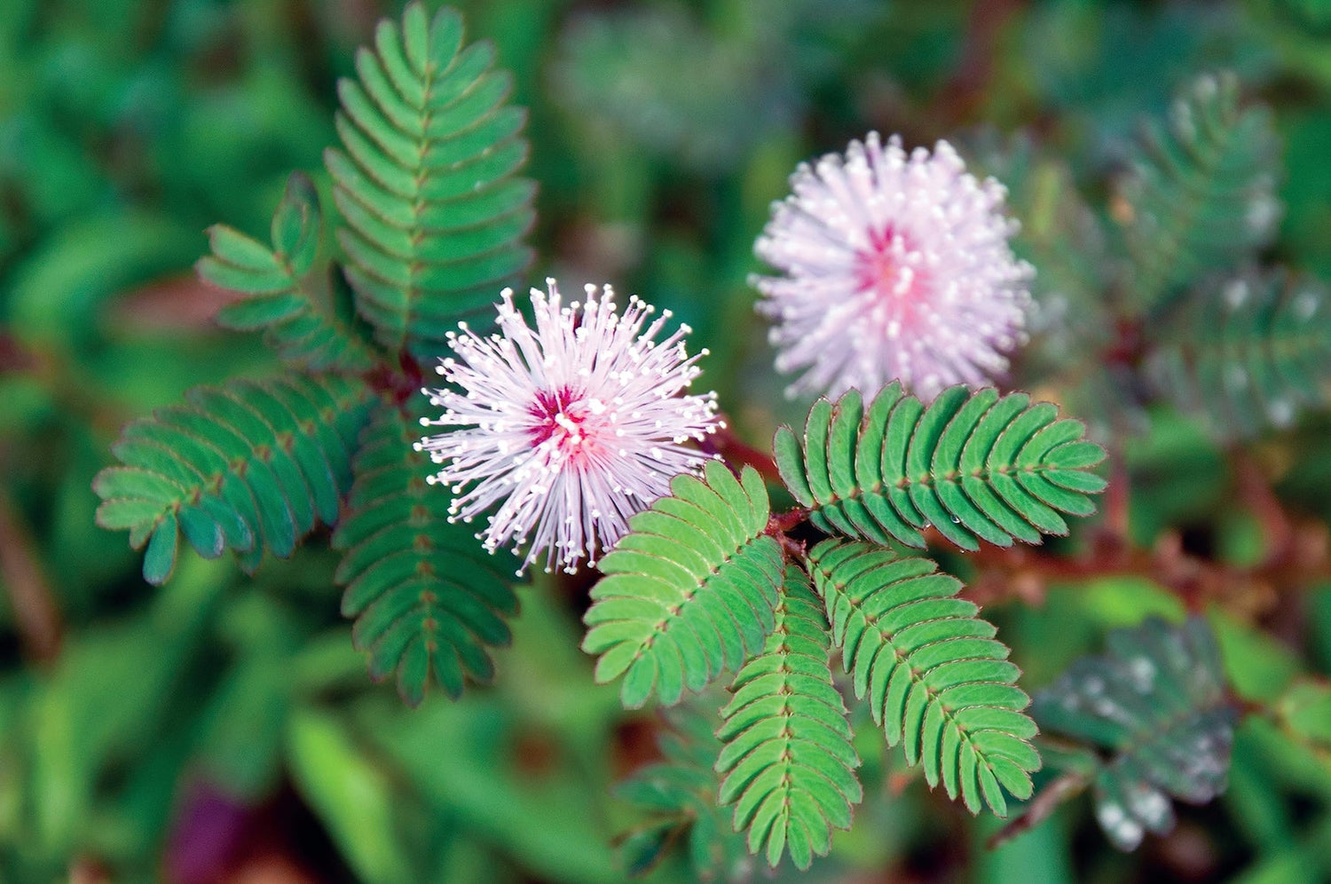 Mixed Mimosa Pudica Plant Seeds for Planting 100 seeds for planting in home garden