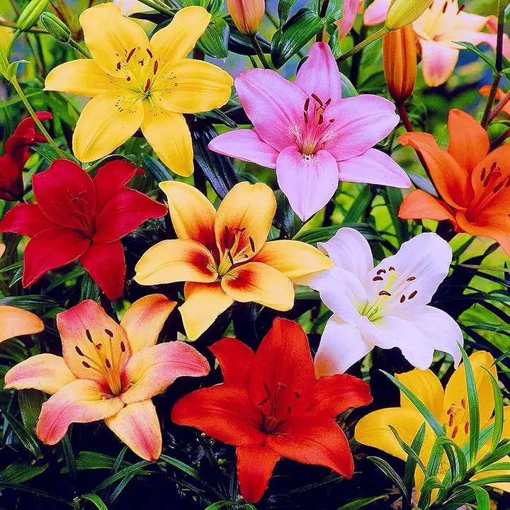 Mix Asiatic Lilies Flower Seeds for Planting - Heirloom and Non-GMO garden seeds Dhara Seeds
