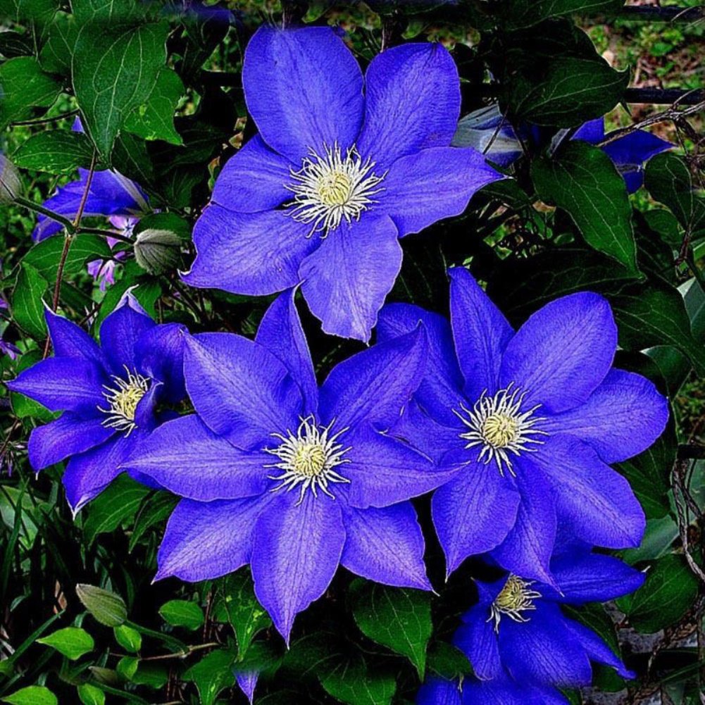 Clematis flowering bulbs and seeds for garden planting