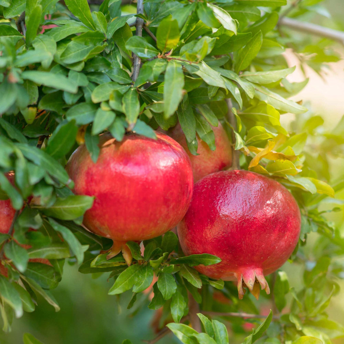 Granada Pomegranate Tree Seeds for Planting Punica granatum Home Garden
