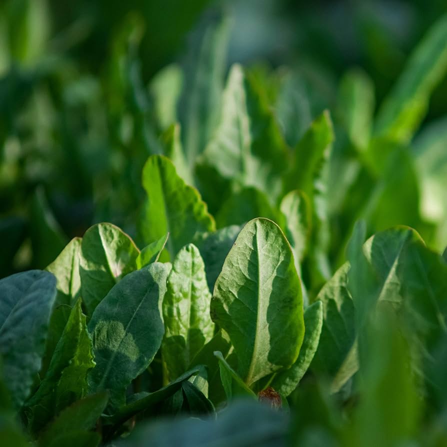 French Sorrel Herb Seeds for Fresh Culinary Gardens and Microgreens – Fresh Herb for Your Garden