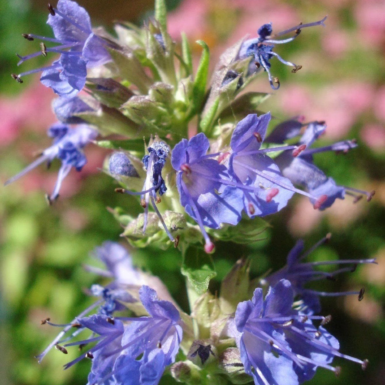 Blue Hyssop Seeds for Planting – Heirloom, Non-GMO Aromatic Herb Seeds