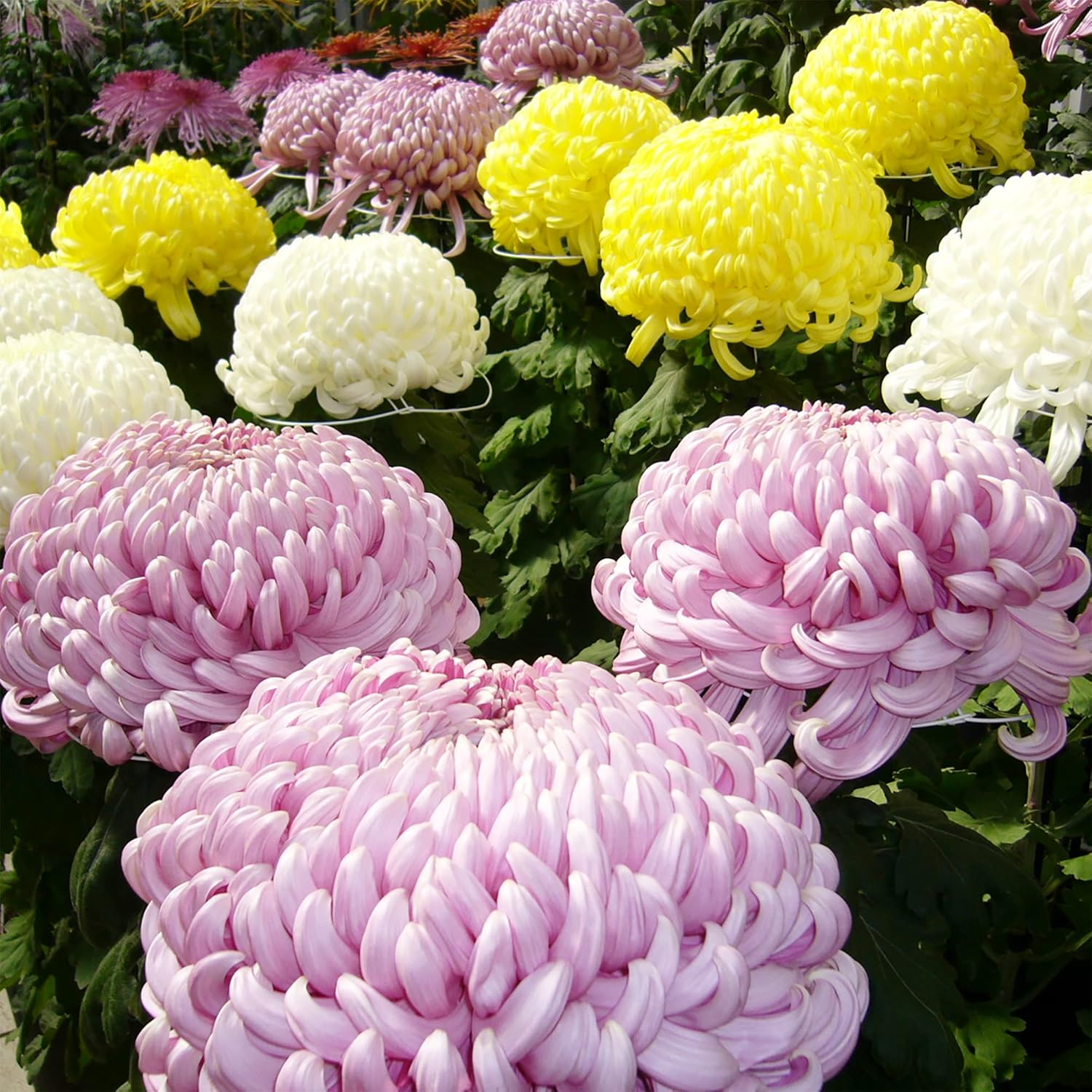 Chrysanthemum Seeds