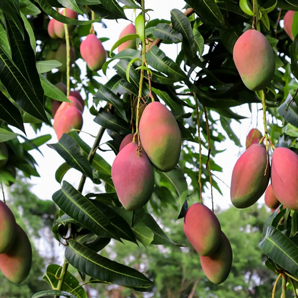 Pickering Mango (Mangifera indica) – Sweet and Flavorful Tropical Mango