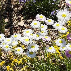 Strawflower Helichrysum Bracteatum White Flower Seeds for Planting
