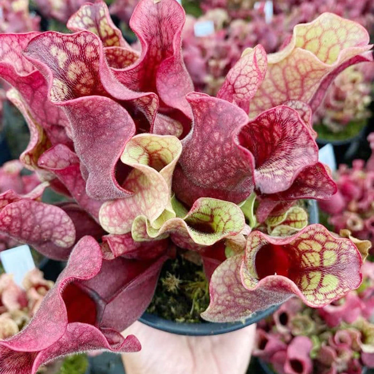 Purple Pitcher Plant Sarracenia purpurea carnivorous flower seeds for indoor pots and home garden