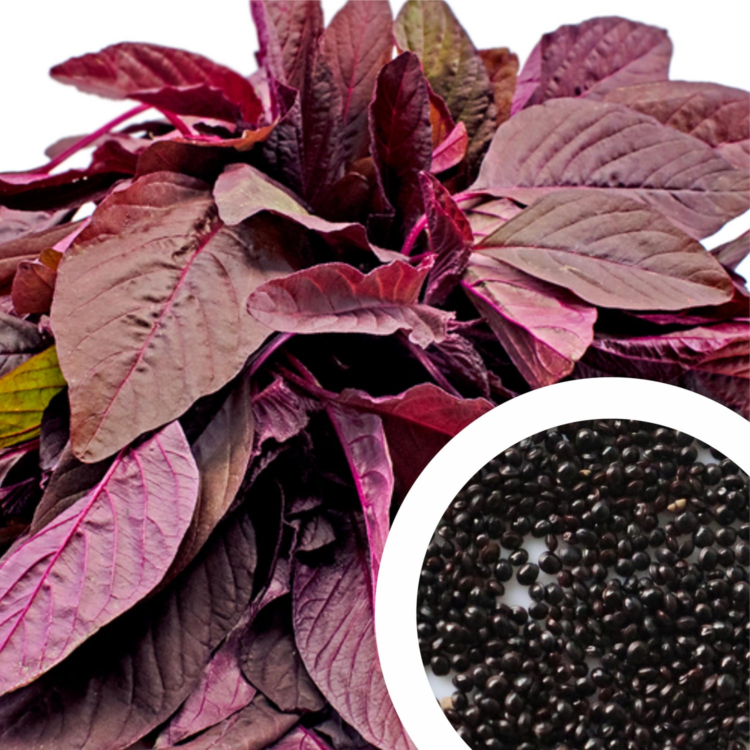 Laal Saag – Heirloom, Non-GMO, High Germination Organic Garden Seeds