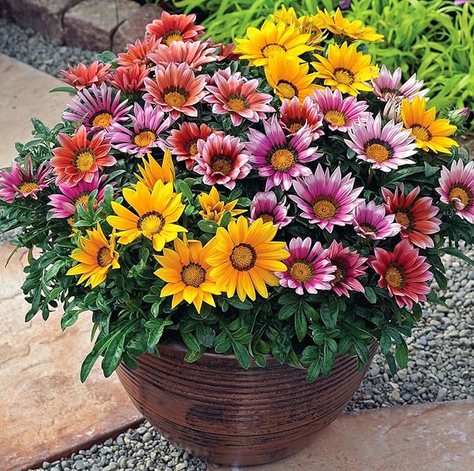 Gazania Mixed Seeds