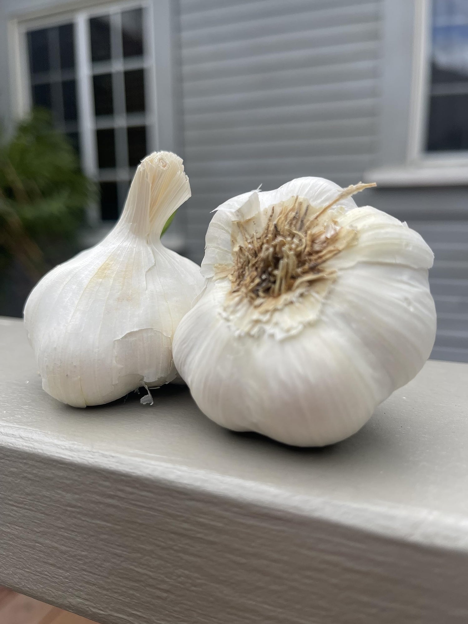 Garlic Nootka Rose Bulbs