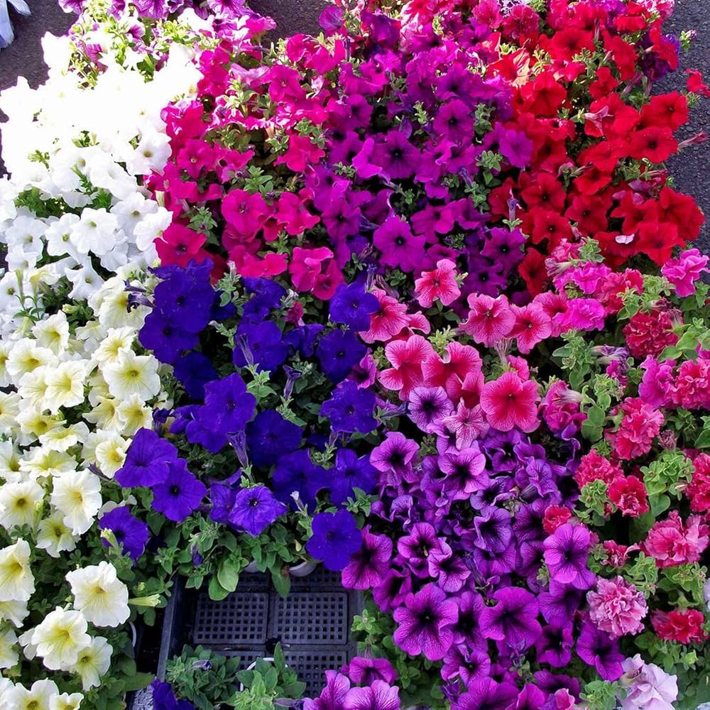 Tritunia Geäderte Mix Petunia Seeds for Colorful Garden Displays