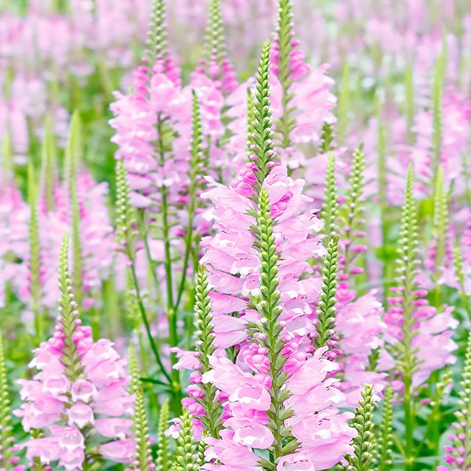 Showy Obedient Plant – Physostegia virginiana – for planting in cottage garden flower border