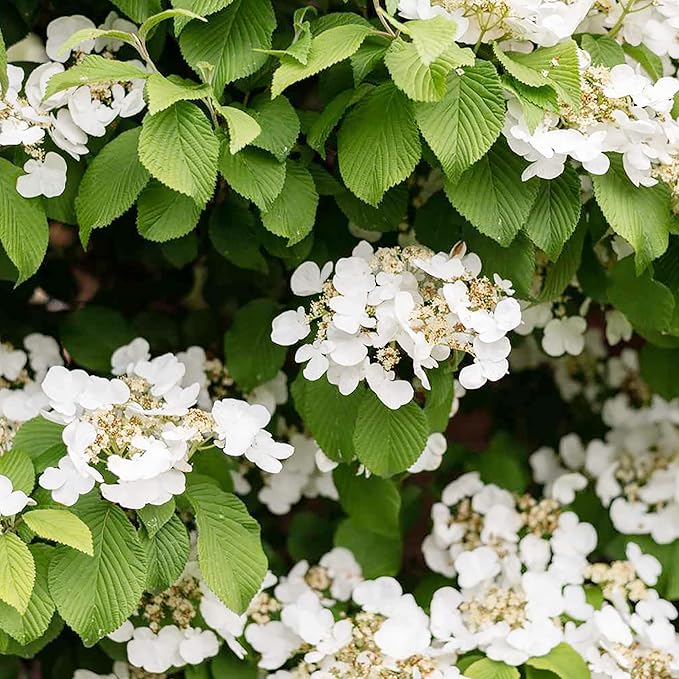 Climbing Hydrangea Hydrangea anomala Flower Seeds for Planting in Garden & Trellis