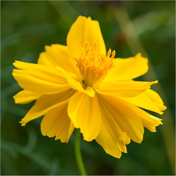 Cosmos Yellow Sunshine flower seeds for urban flower beds