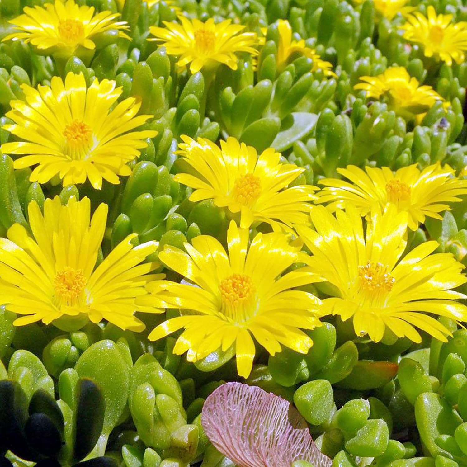 Yellow Ice Plant Seeds