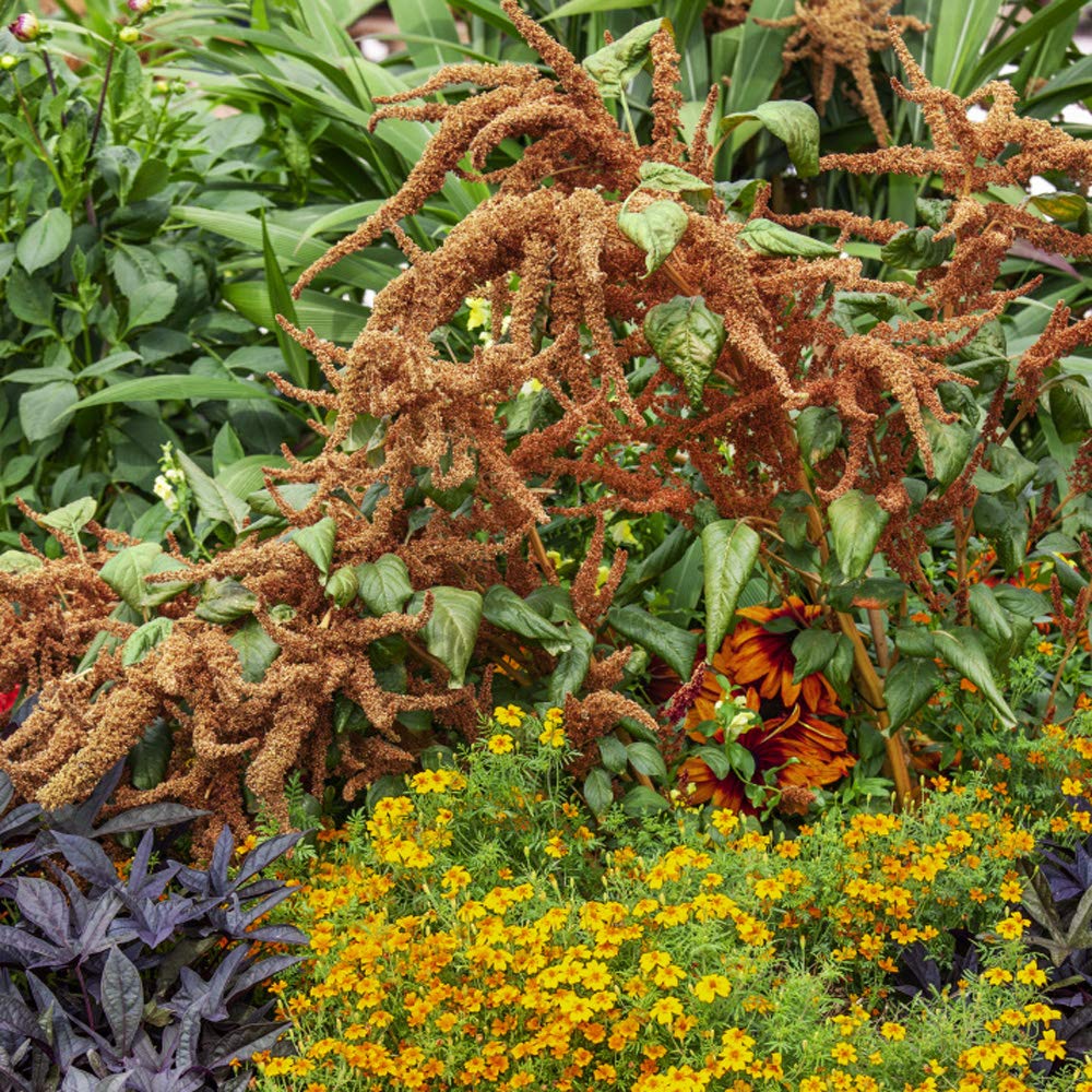 Amaranthus Amaranthus cruentus Hot Biscuit Seeds for Planting vegetable patch urban garden