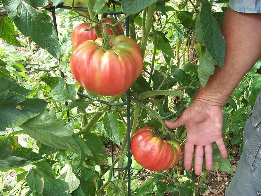 German Pink Heirloom Tomato Seeds for Planting Solanum lycopersicum Home Garden