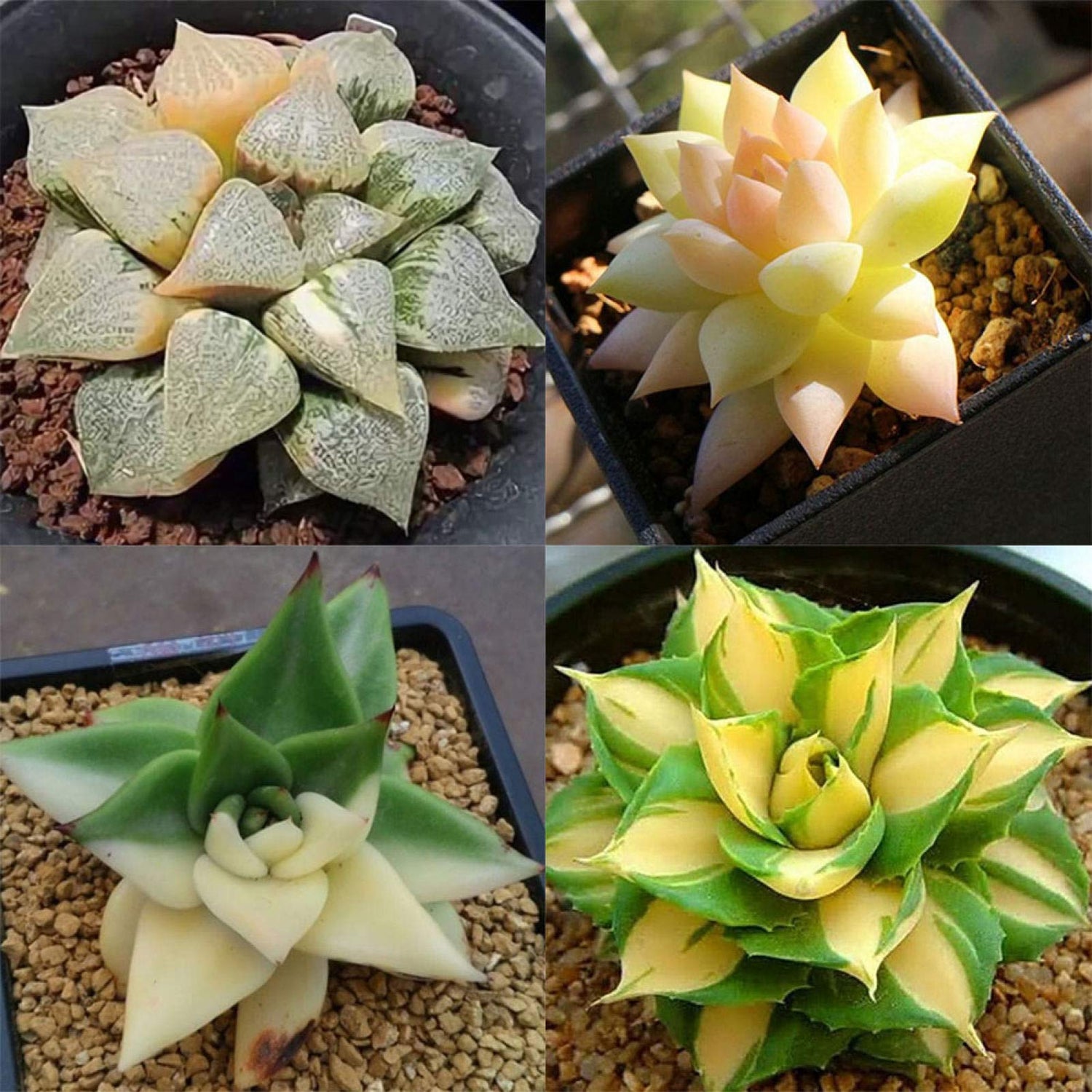 Bonsai Agave Succulent Seeds
