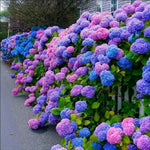Blue,Pink,Purple Hydrangea Flower Seeds for Planting, NON GMO Seeds for planting in home garden