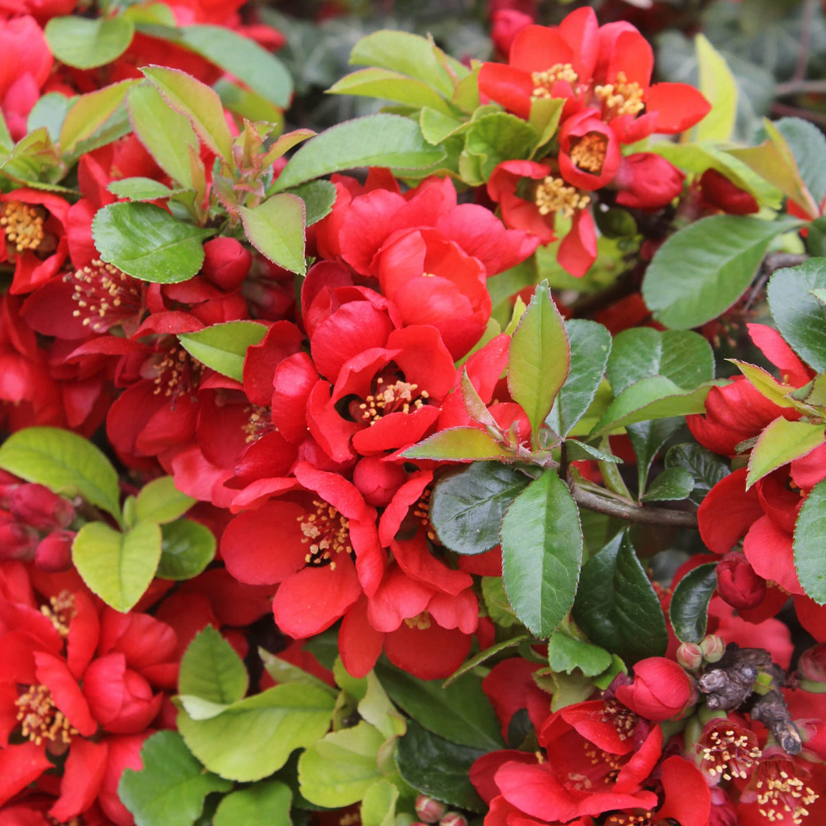 Quince Chaenomeles Japonica Japanese Flowering Seeds for Planting – Ideal for Ornamental Home Garden Use