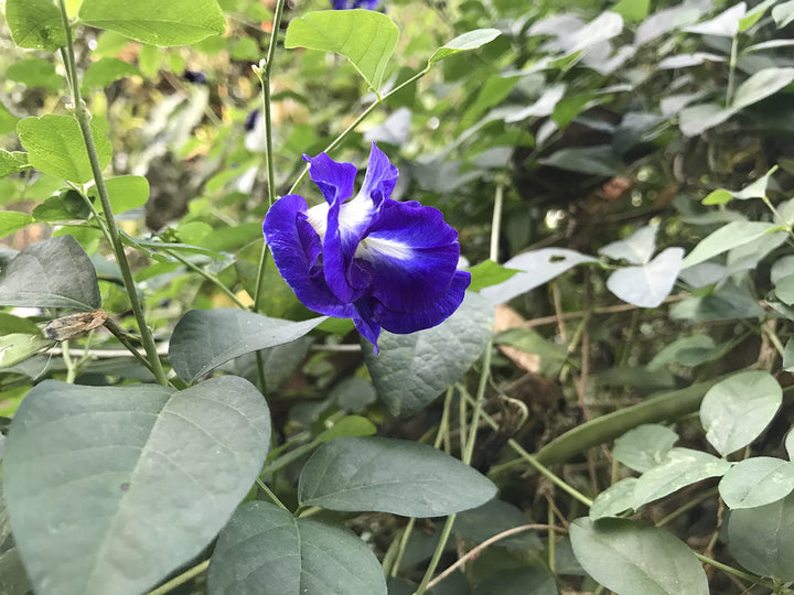 Clitoria Flower Seeds for Planting 100