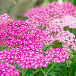 Yarrow (Achillea millefolium) for planting in pollinator gardens