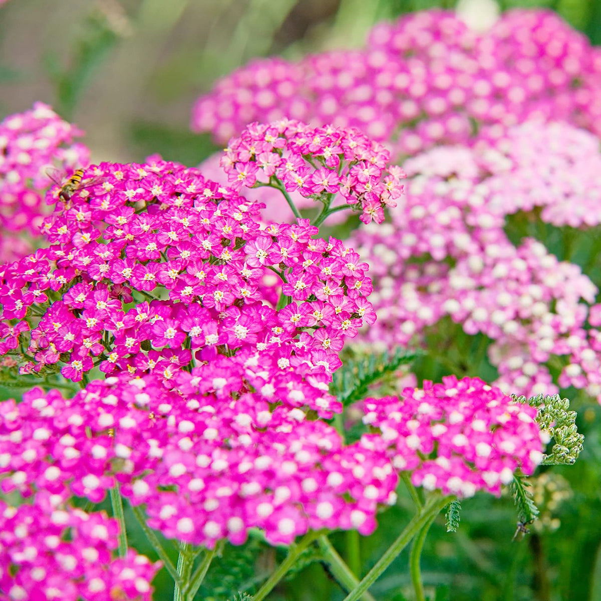 Yarrow (Achillea millefolium) for planting in pollinator gardens