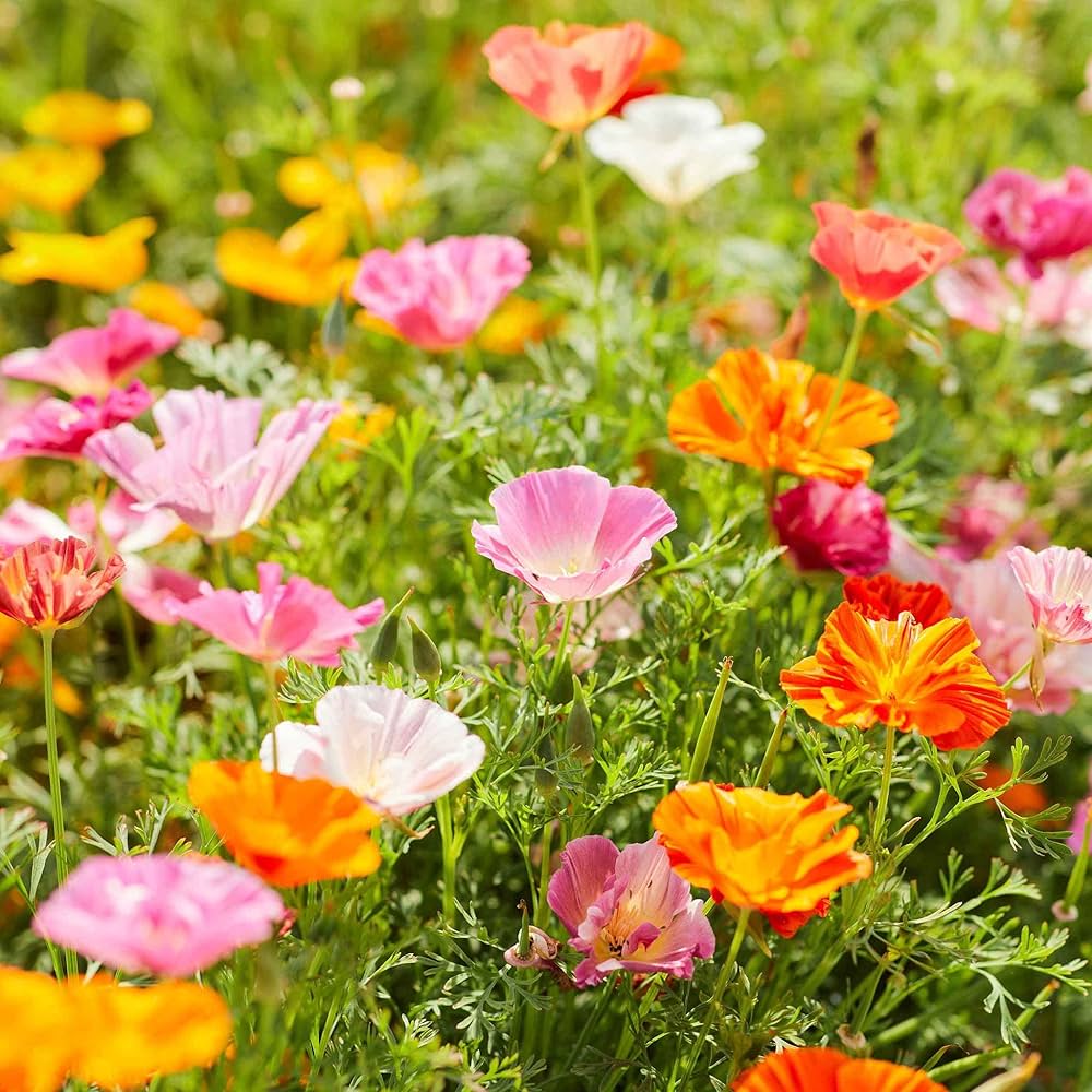 Giganteum Poppy Papaver somniferum for planting in wildflower garden