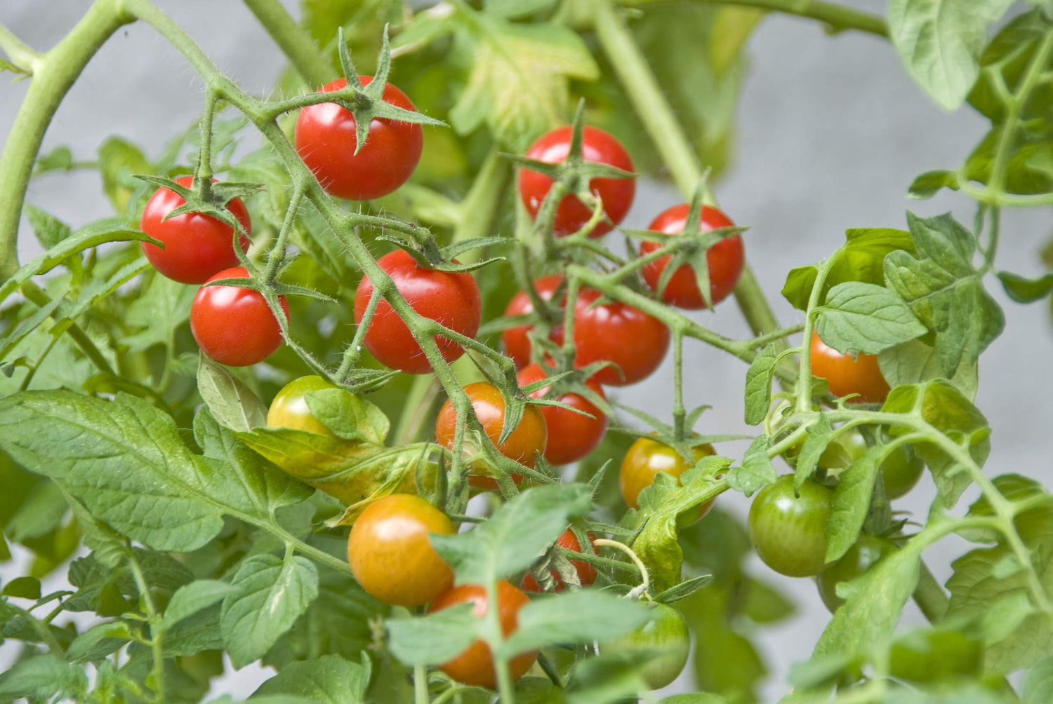 Cherry Tomato Vegetable Seeds for Planting