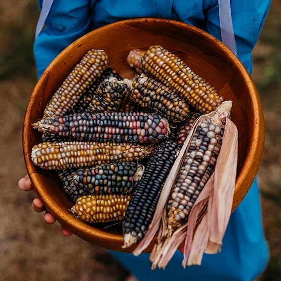 Corn Colorful Zea mays vegetable seeds for planting in backyard garden or home garden