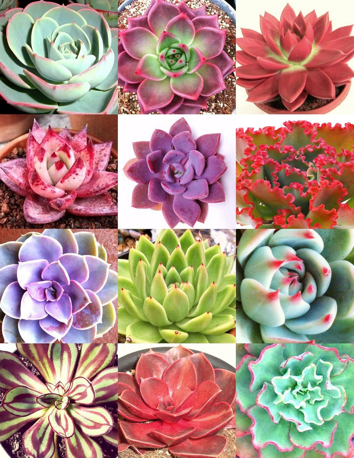 Echeveria Mix Seeds