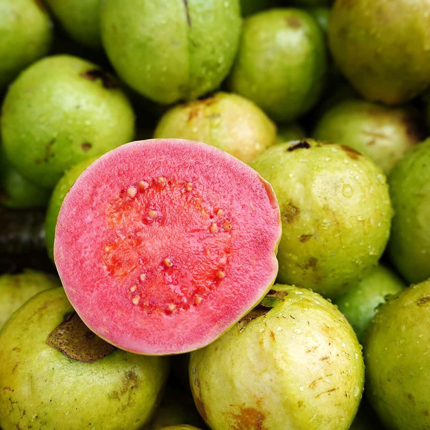 Guava Seeds - Red Psidium Guajava