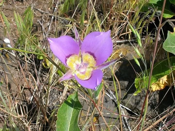 Heirloom Non-GMO Calochortus Macrocarpus Pink Flowering Seeds for Planting and Gardening Your Backyard