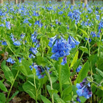 Mertensia Flower Seeds for Planting - NON GMO Seeds Dhara Seeds