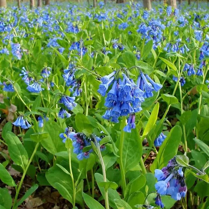 Mertensia Flower Seeds for Planting - NON GMO Seeds Dhara Seeds