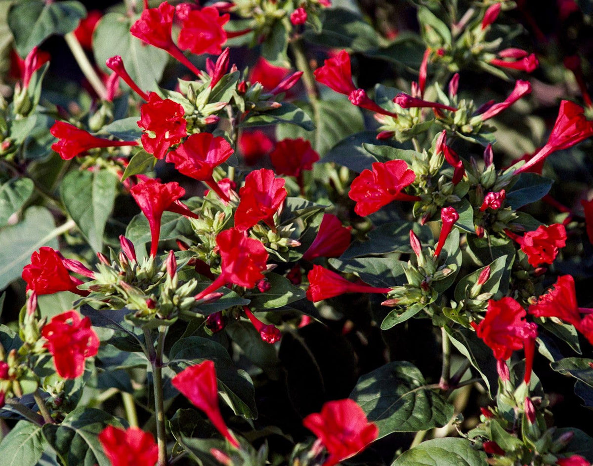 Four O'Clock Mirabilis Jalapa Red Flower Seeds for Planting Garden
