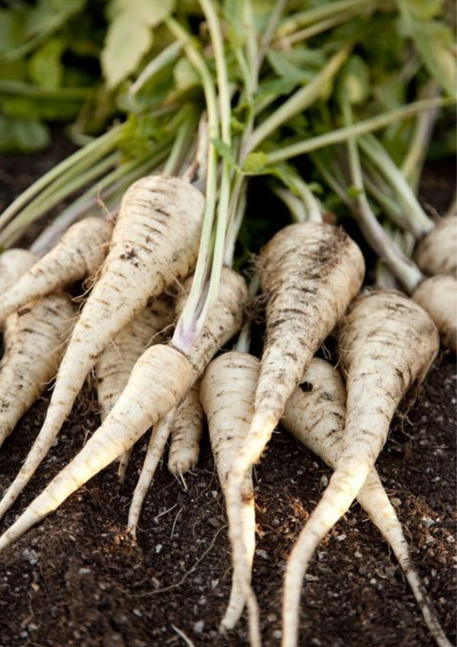 White Satin Carrot Seeds ( , Garden Vegetables)