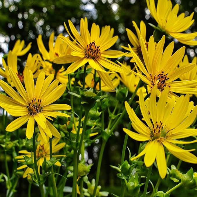 Silphium Yellow Silphium Plant Seeds