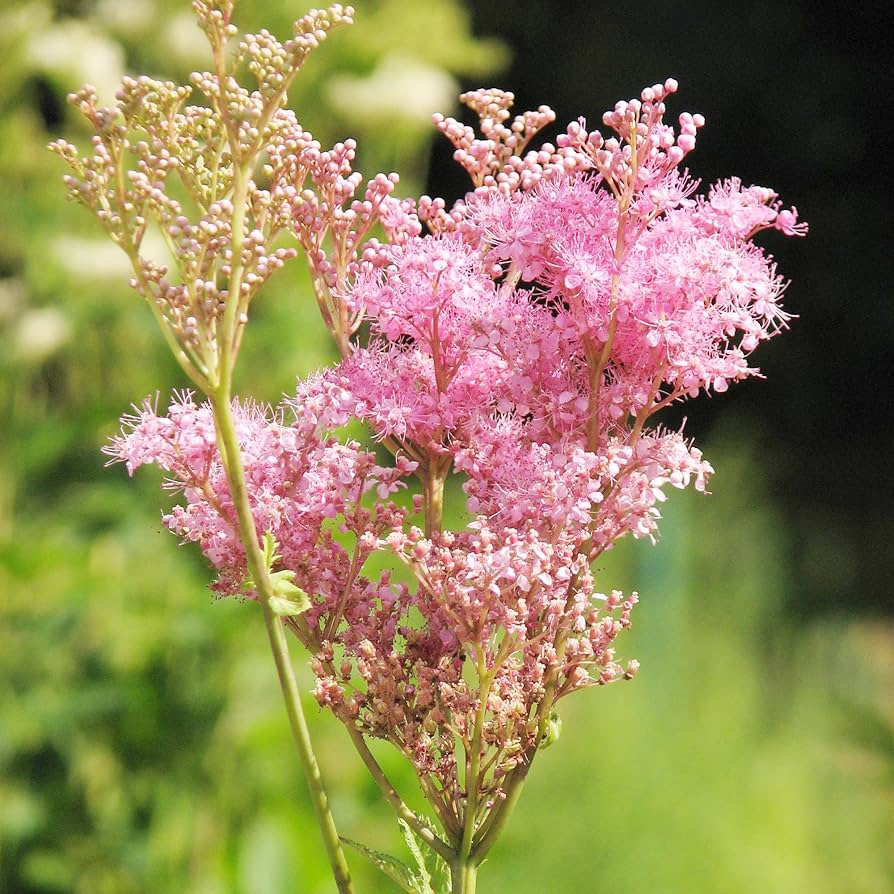 Queen of the Prairie Wildflower Seeds for Native Garden Beauty
