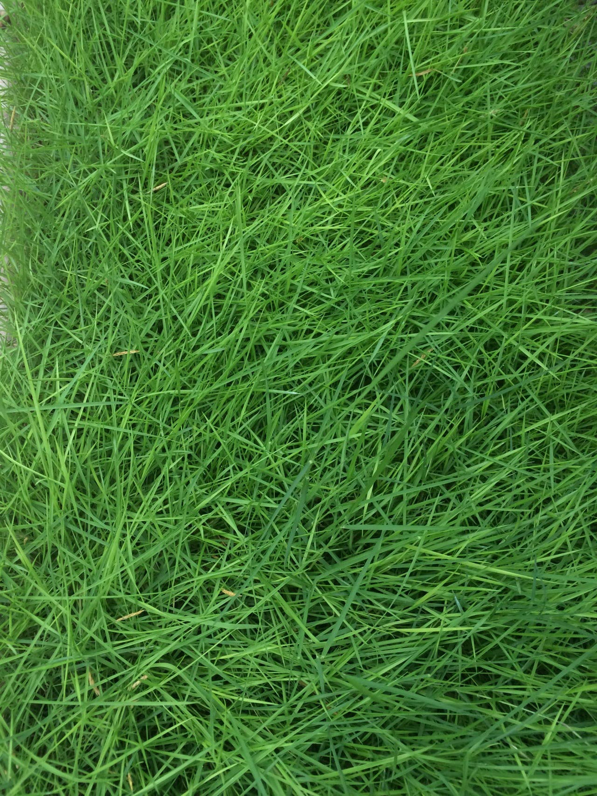 Turfgrass lawn seeds for evergreen golf and soccer fields